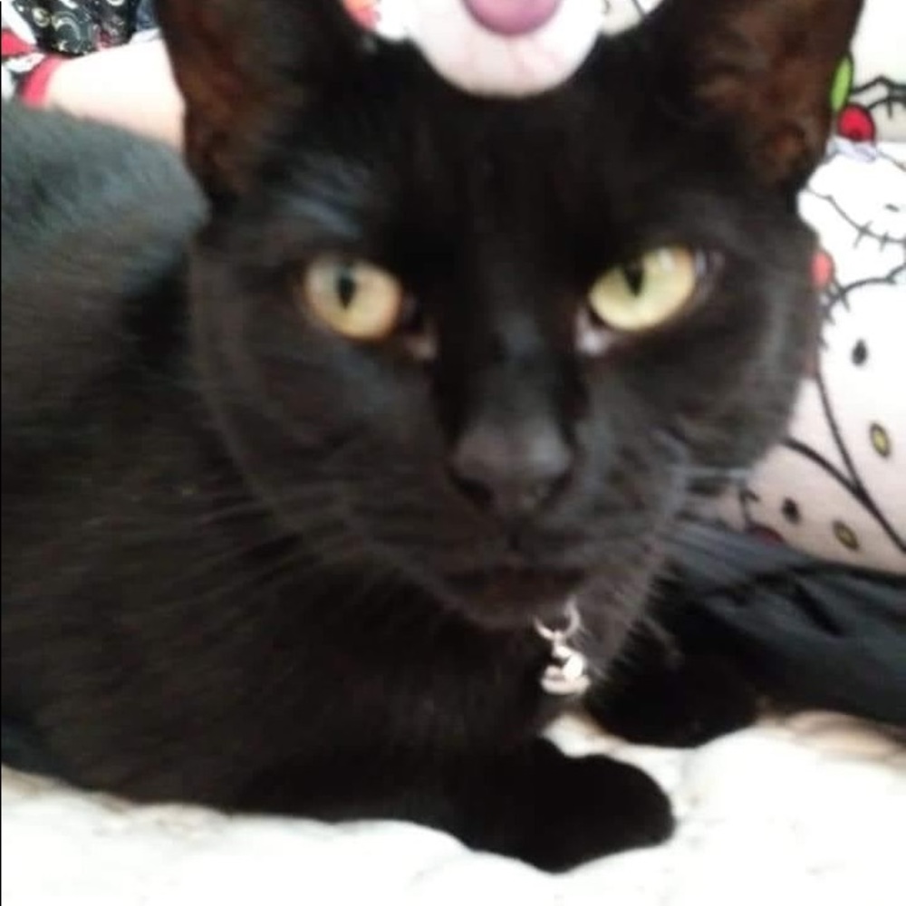 Meet your Posher, Gayle